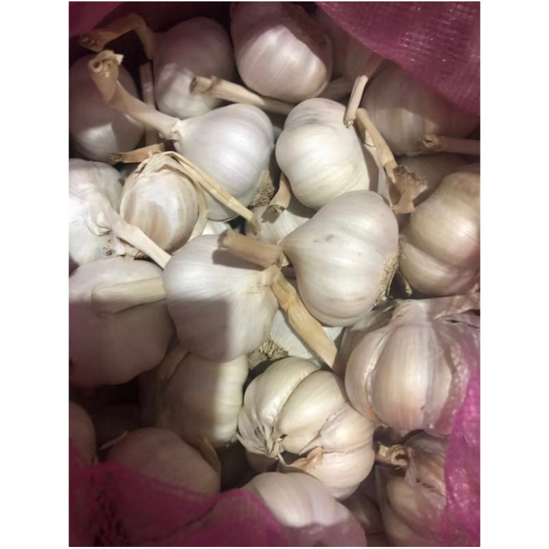 Bawang Putih 1ons & 1/2 ons
