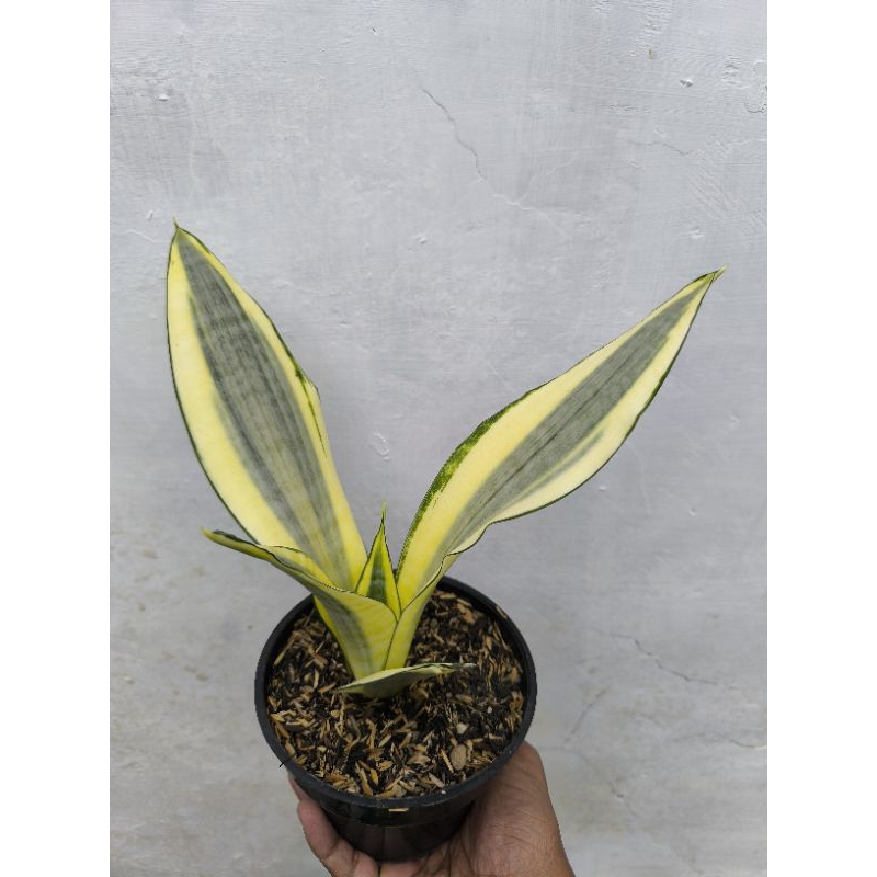 Sansivera Golden Asahi