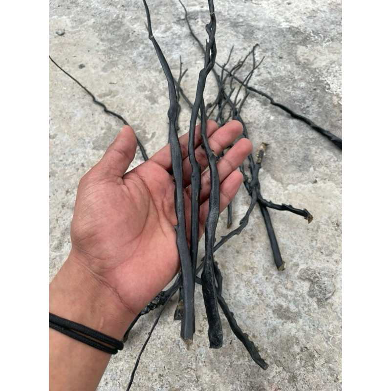 Bahan akar bahar iketan asli original