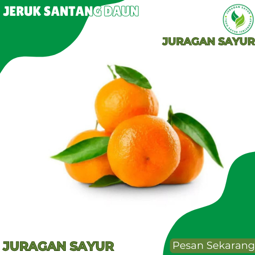 

Jeruk Santang Daun Super - Jeruk Santang Daun Manis - Juragan Sayur