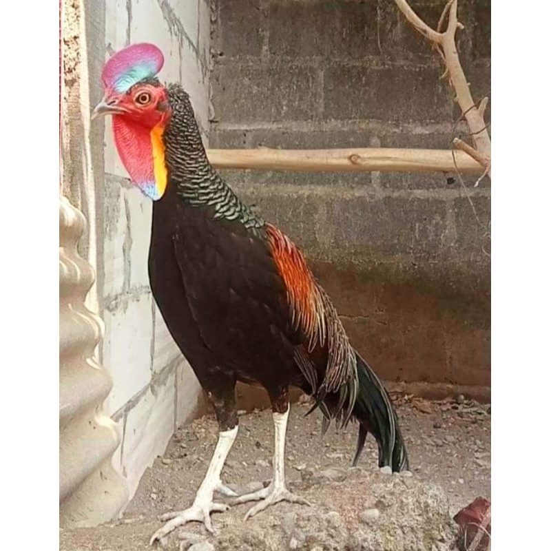 

telur ayam hutan hijau asli sumbawa untuk di tetaskan. telur pres/baru ayam hias. ayam cantik. ahh