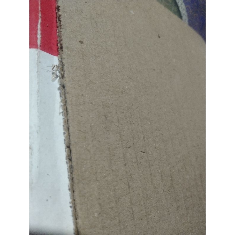 

kardus