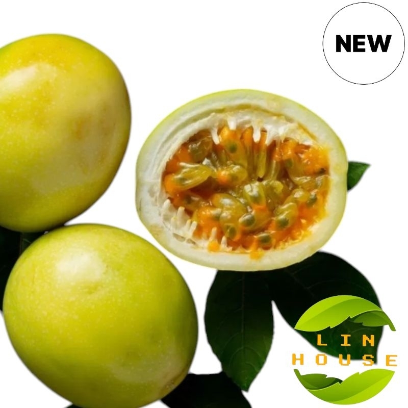 

Fresh Buah Segar-Markisa Matang Petik Order VitC 1 Kg
