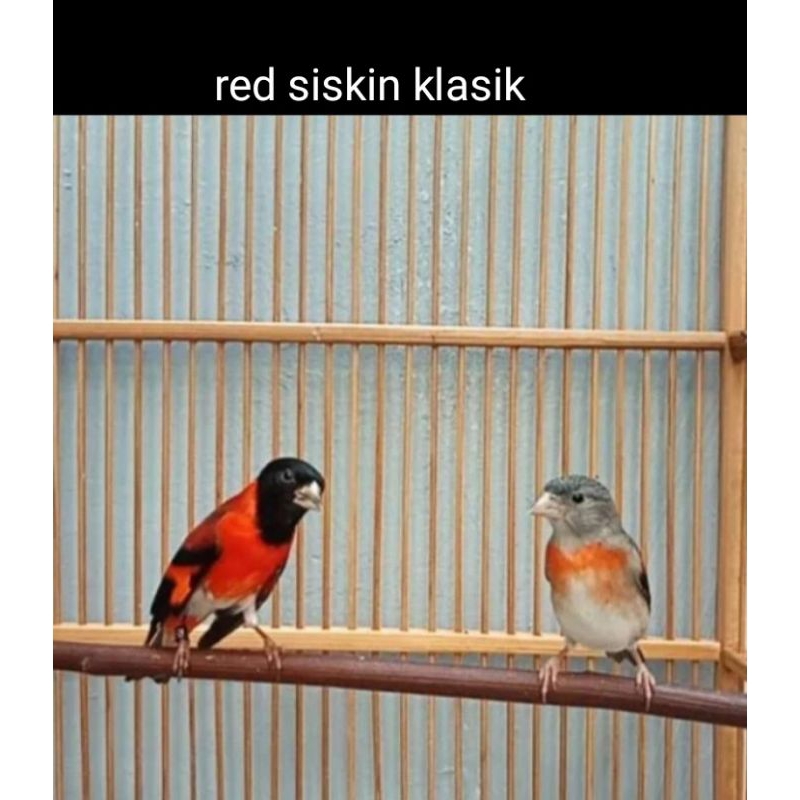 Red Siskin Klasik Bird