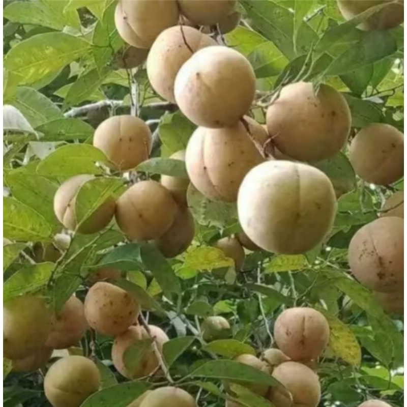 

Buah pala muda segar/pala muda