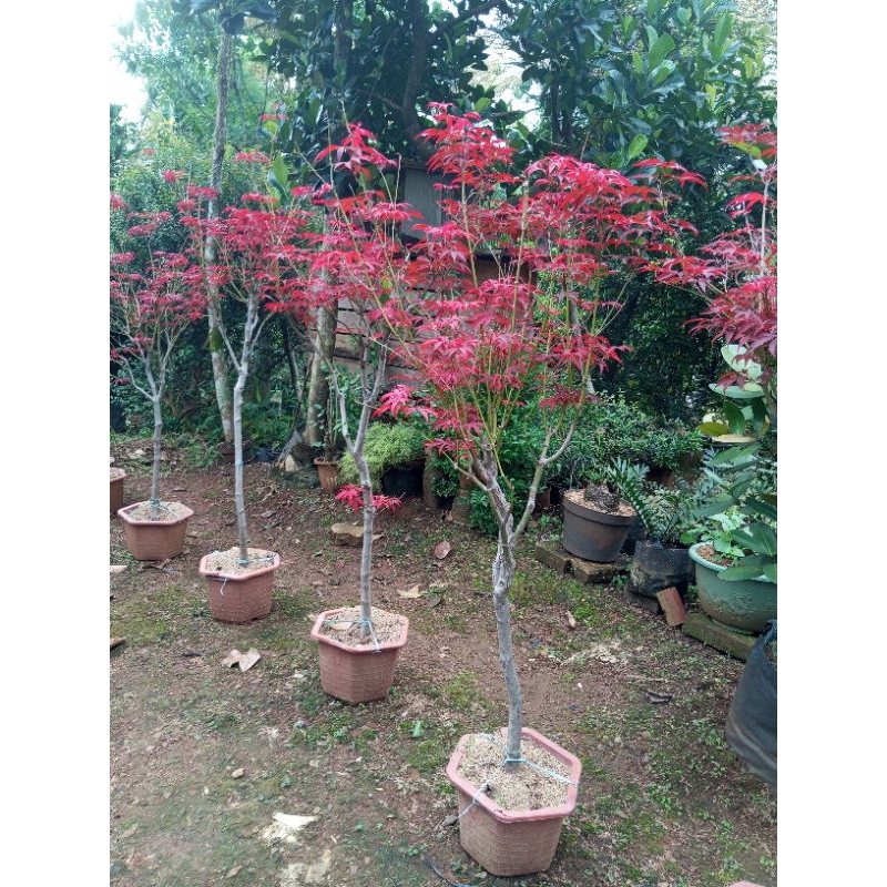 Tanaman Red maple, tinggi 2 meter//pohon japanesse berdaun merah