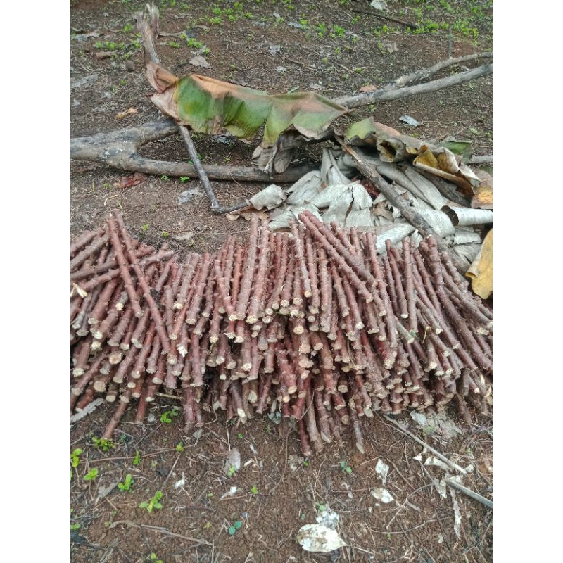 

bibit singkong keju singkong kuning isi 25 potong