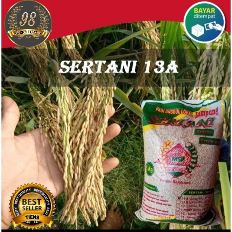 BENIH PADI SERTANI 13A kemasan 1kg