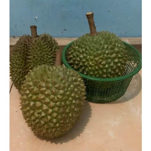 

Durian Matang Pohon