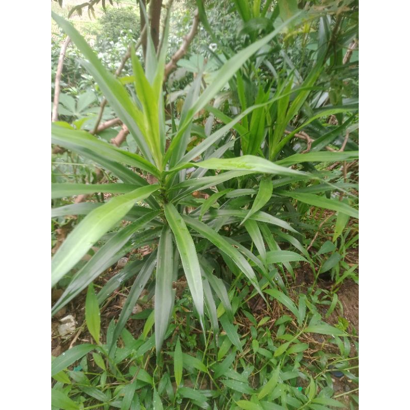 

daun Suji segat