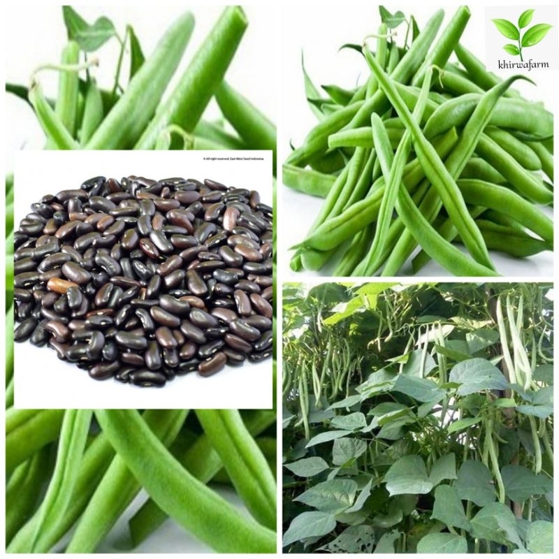 biji benih buncis biji hitam isi (50 biji)
