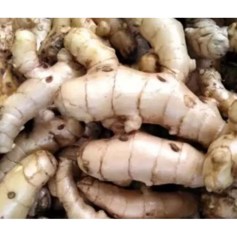 

kunyit putih asli/Temu putih