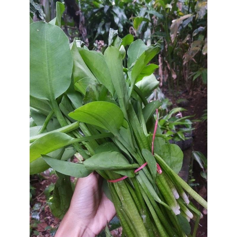 

Daun Genjer Sayur Genjer 300 gr