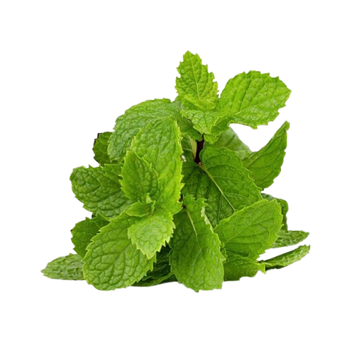 

DAUN MINT SEGAR/PACK/BUNGKUS