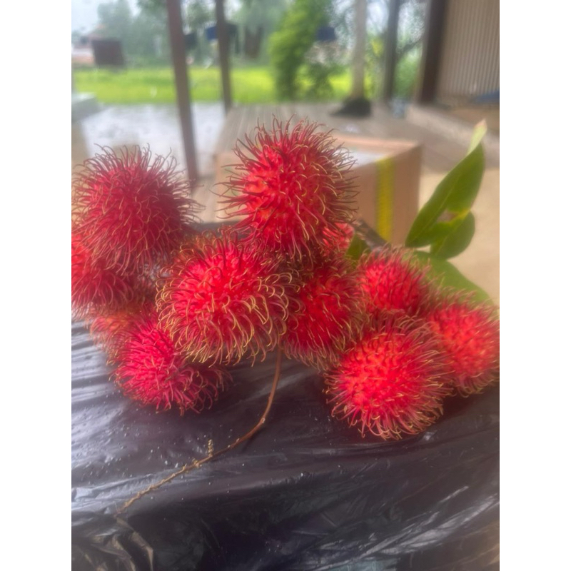 

rambutan binje super 1kg
