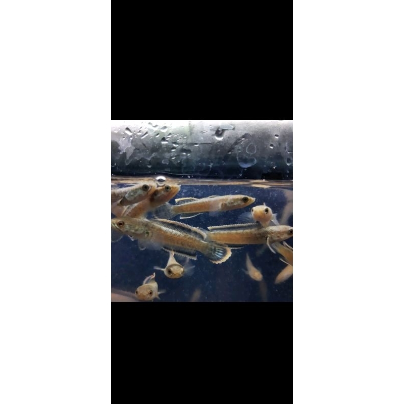 stiker Ikan channa limbata Beby cb ukuran 3-4cm