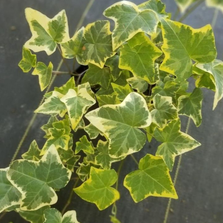 Tanaman hias gantung ivy varigata - english ivy