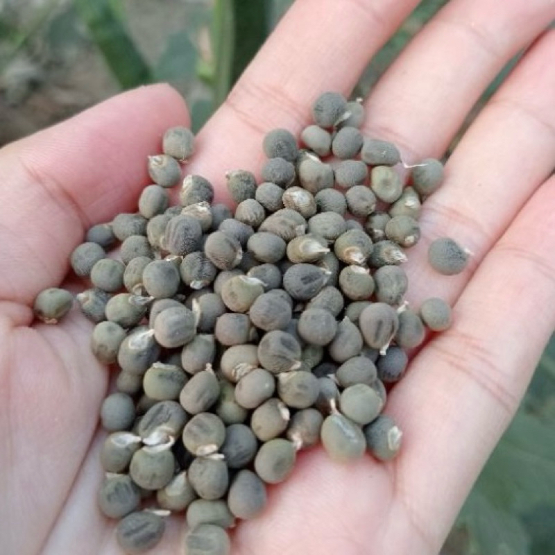 Benih Okra Hijau Kualitas Unggul 1 kg