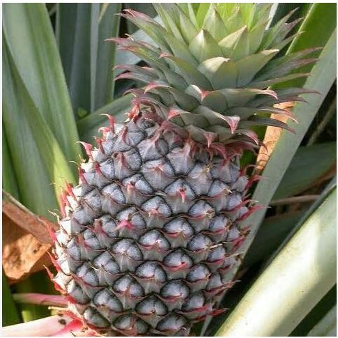 

buah nanas muda pelancar haid nanas muda fress