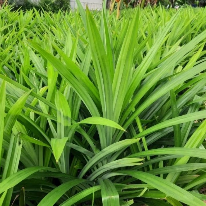

Daun Pandan Wangi dan Segar (1 LEMBAR )