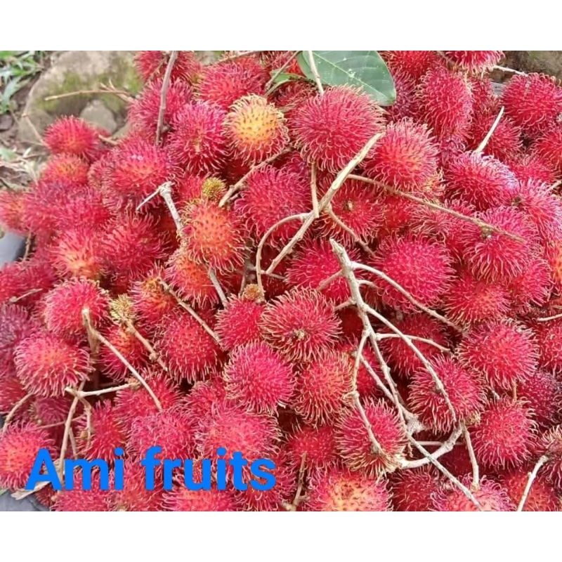 

rambutan manis nglotok 1 kg