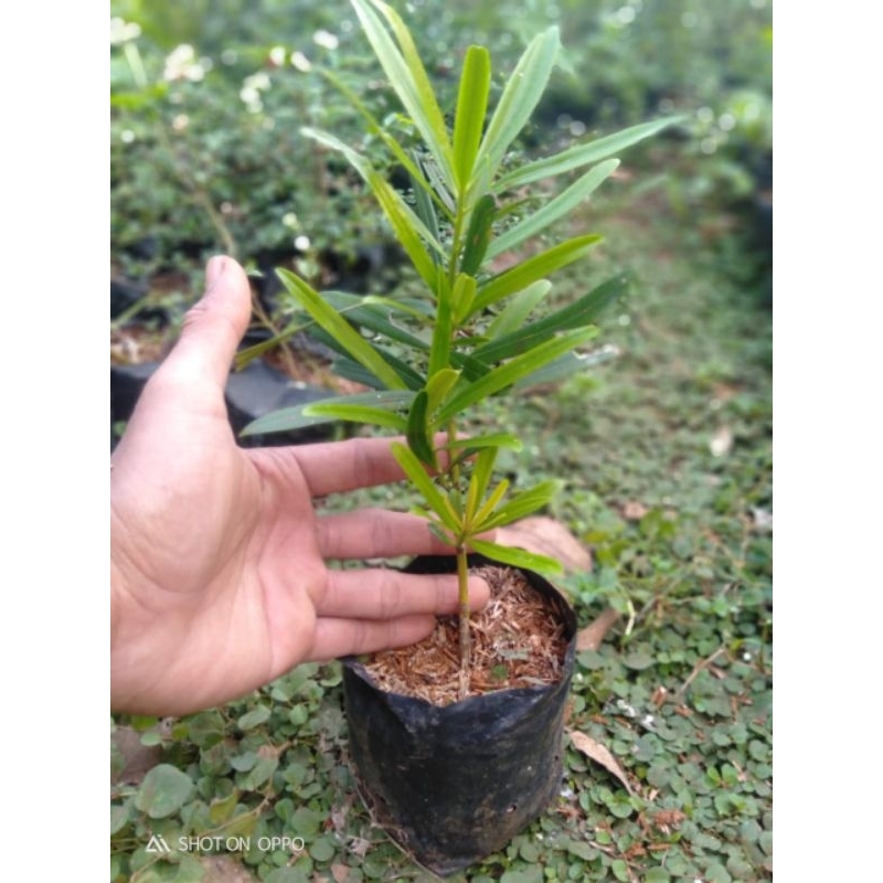 Bibit lohansung taiwan-kapsul tanaman bahan bonsai