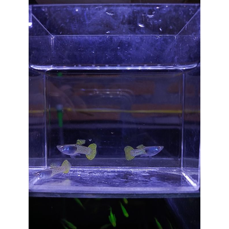 

sticker metalsnakskinyellowlace Rountail