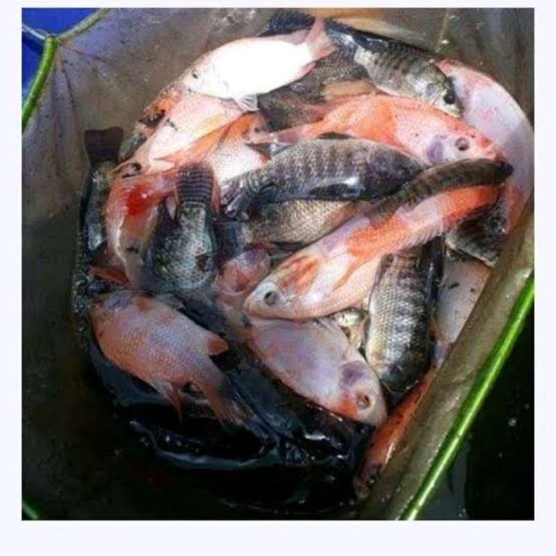 

Ikan nila segar hitam merah 1kg/ nila ikan segar merah hitam 1kg