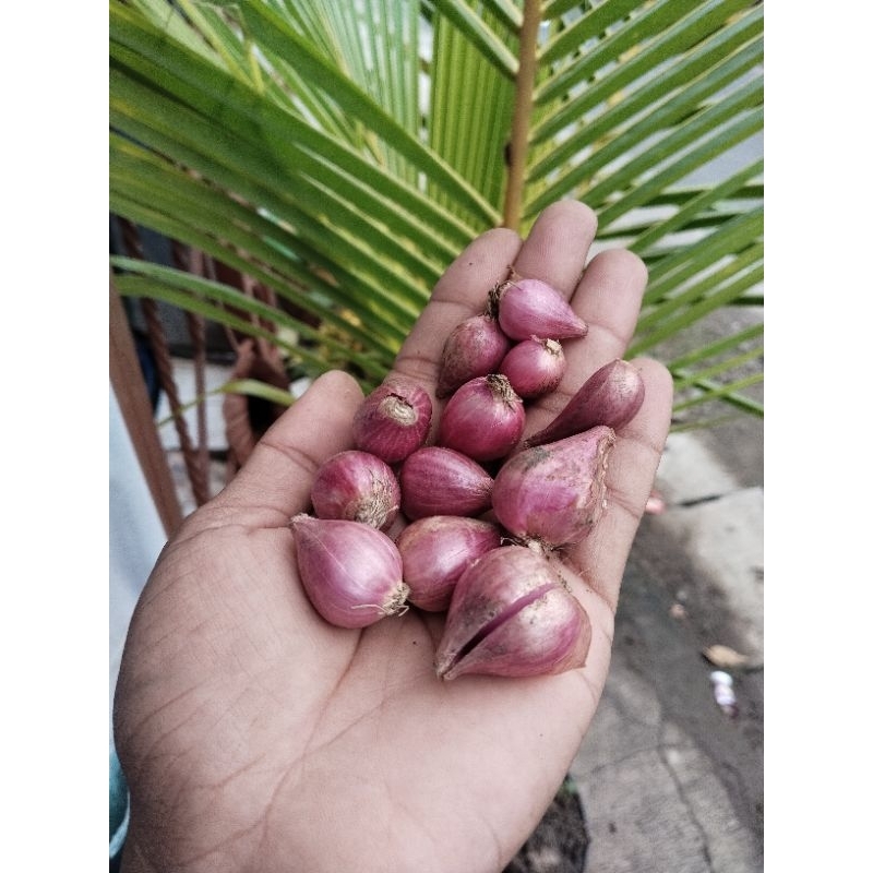 

Bawang merah Sedang mix kecil 1kg