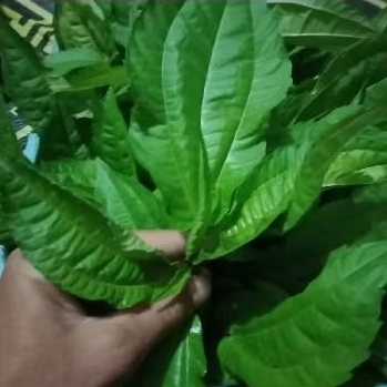 

Rahasia kesehatan dengan Daun pohpohan yang mempesona" 250 gram