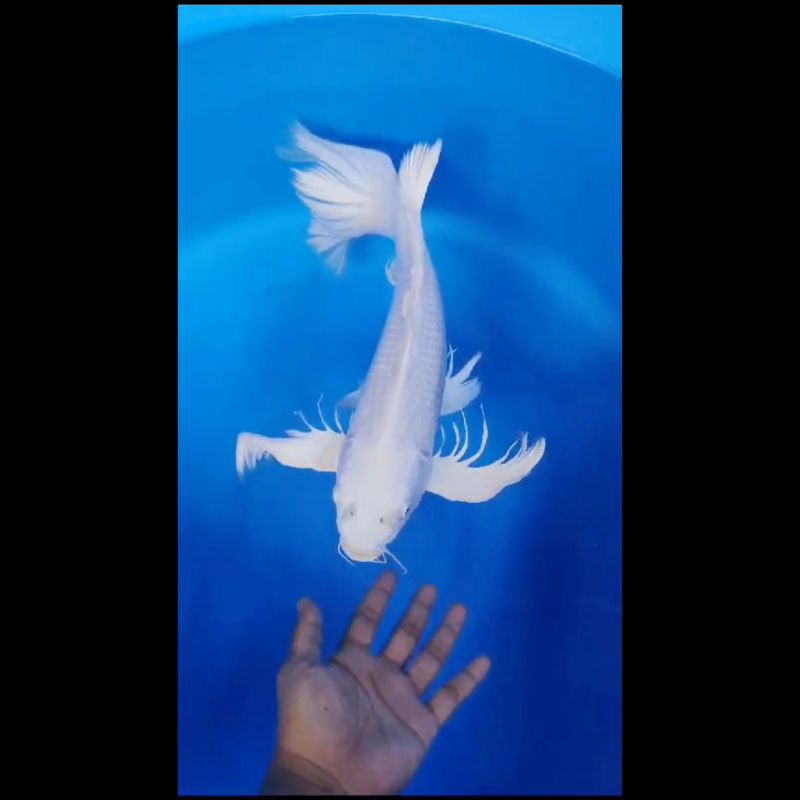 Jumbo Ikan Koi Jenis Platinum Butterfly / Kumpay Uk 47CM Kualitas Super