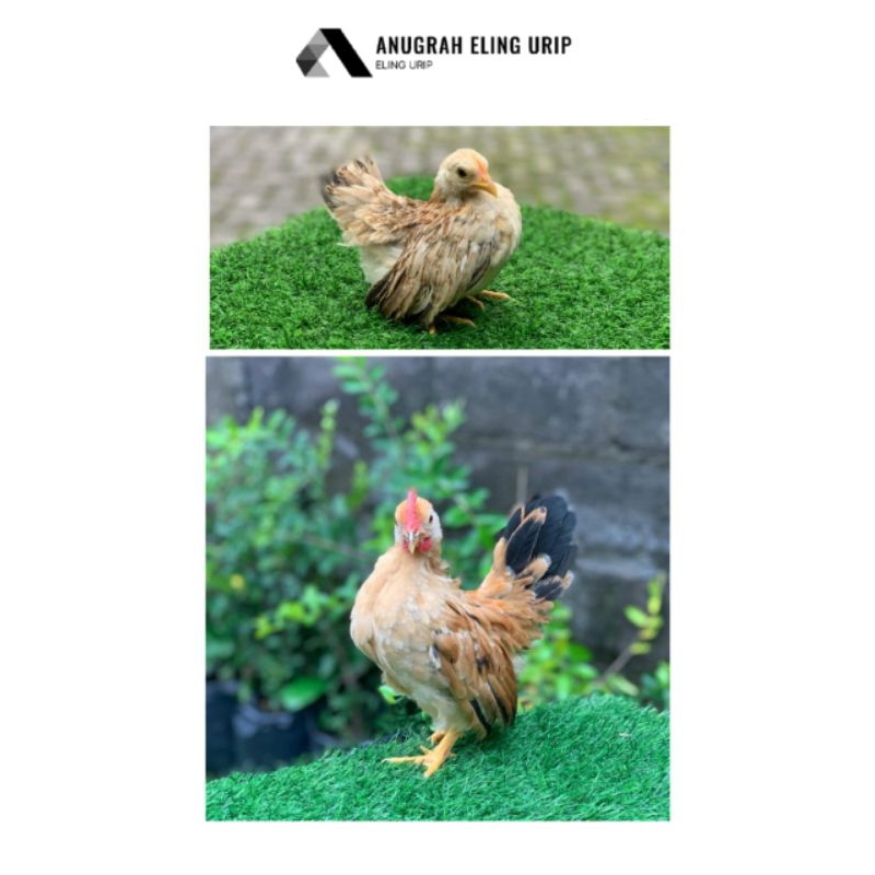 Ayam serama hias