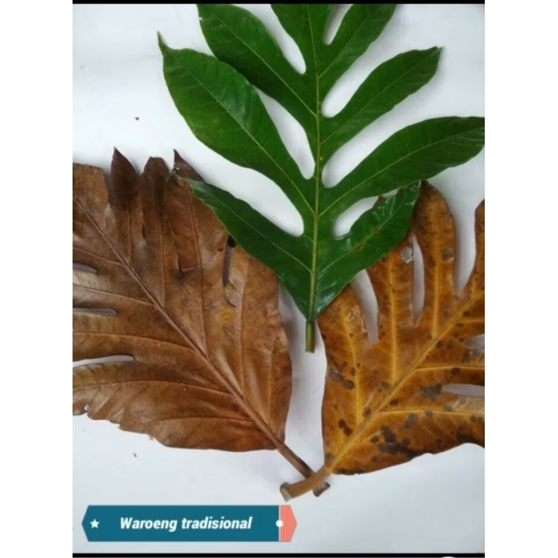 

daun sukun kering 250g