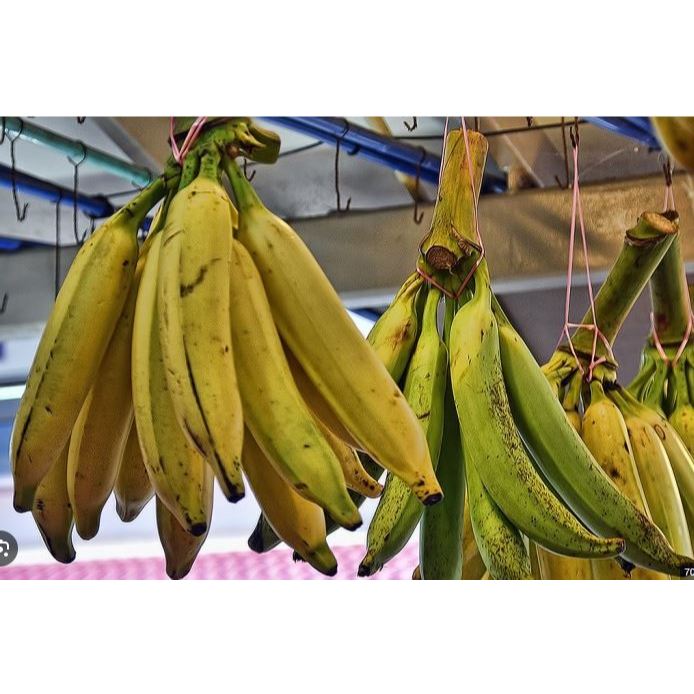 

buah pisang tanduk 1pcs super
