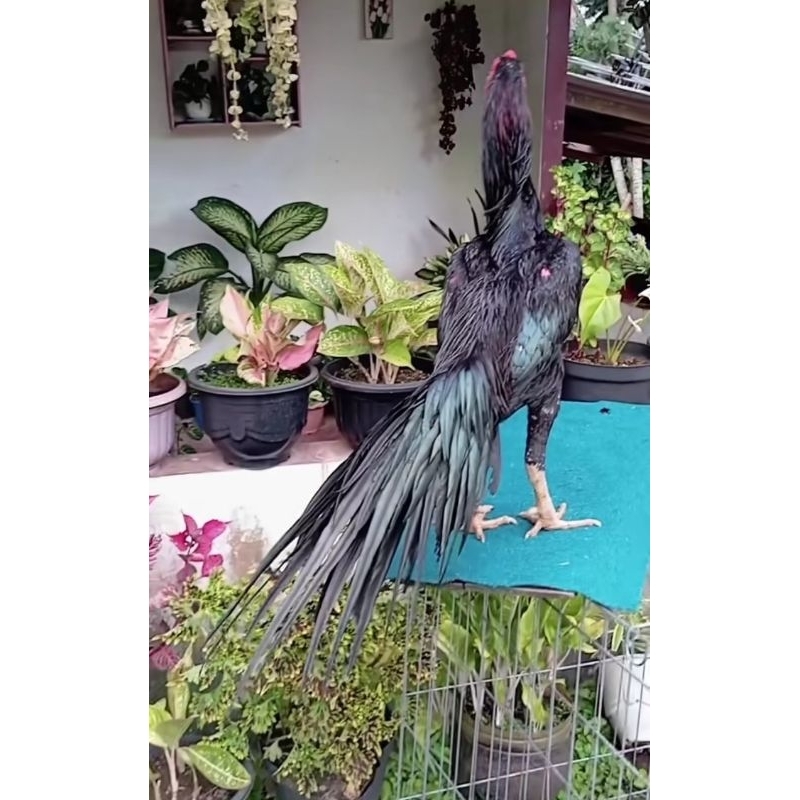

TELUR TETAS AYAM BANGKOK EKOR LIDI SIAP TETAS