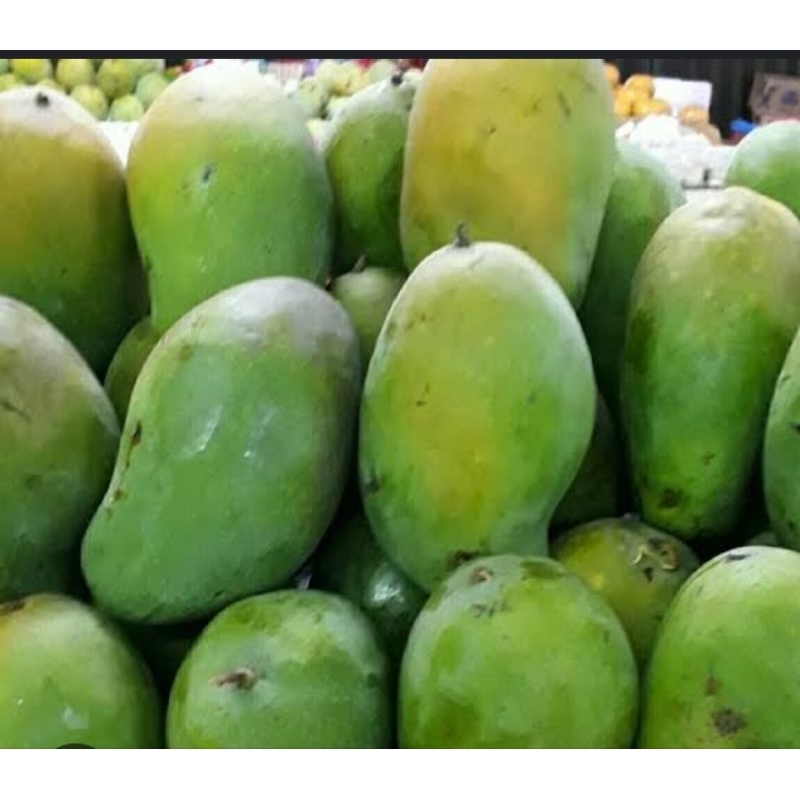 

mangga harum manis tua/matang