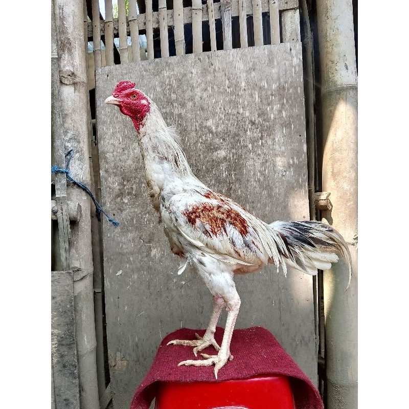 ayam pama iq x plucker
