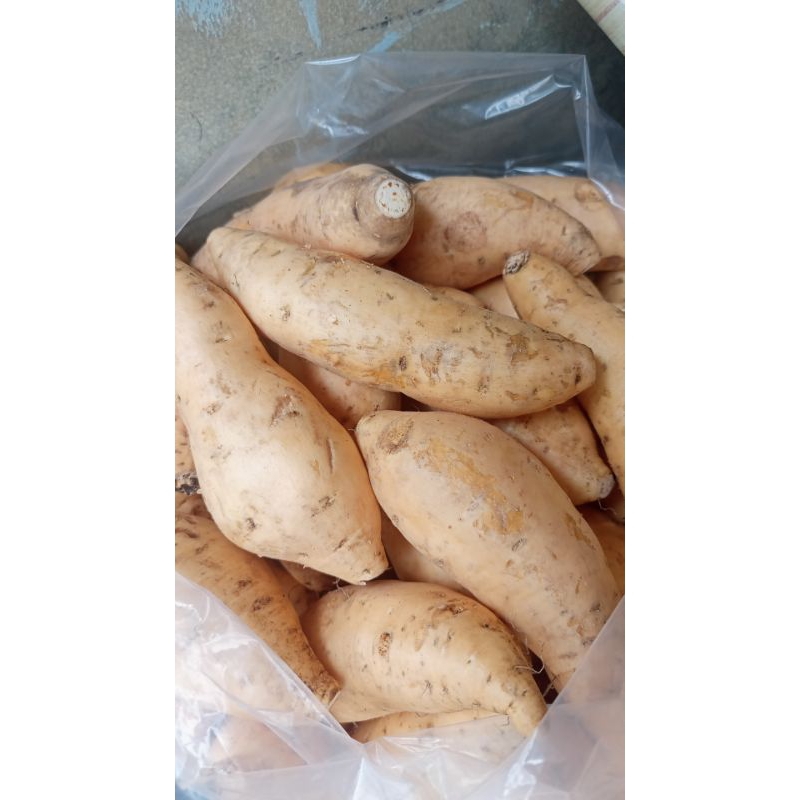 

UBI MADU MENTAH UKURAN SEDANG 1kg