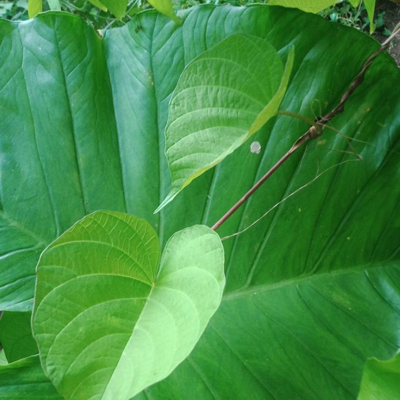 

Daun widara upas