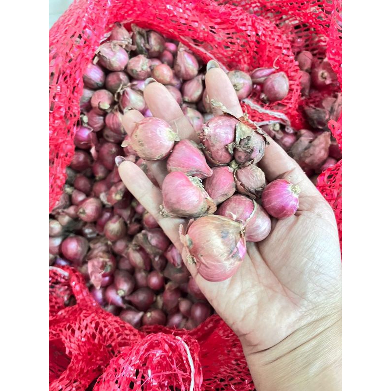 

BAWANG MERAH 1KG MURAAAHH