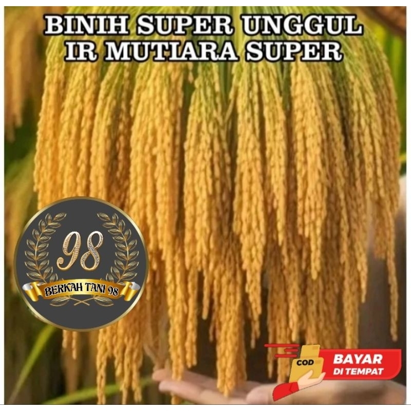 Benih padi IR MUTIARA SUPER kemasan 5kg