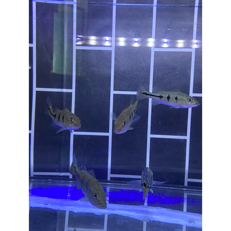 PEACOCK BASS/ PBASS ORINOCO PURE HULK 10-11CM