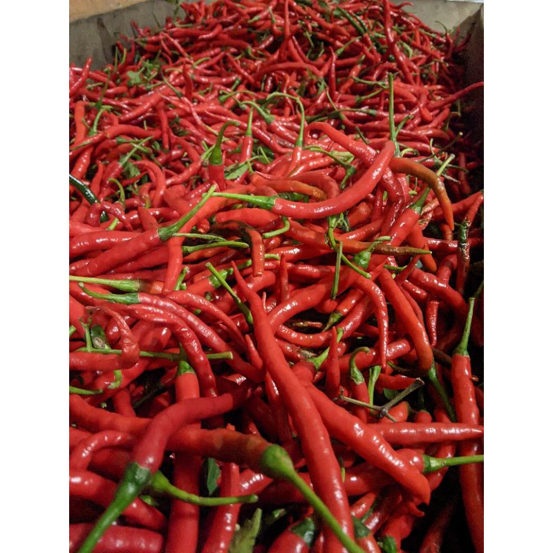 

Cabai Merah Keriting Dari Petani/Tanah indonesiaSuper 500 Gr