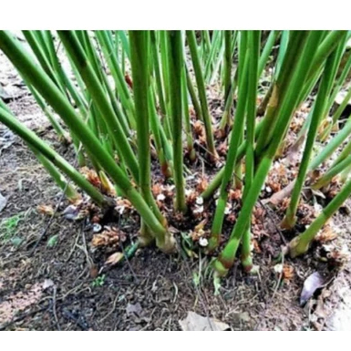 BIBIT KAPOLAGA 100PCS