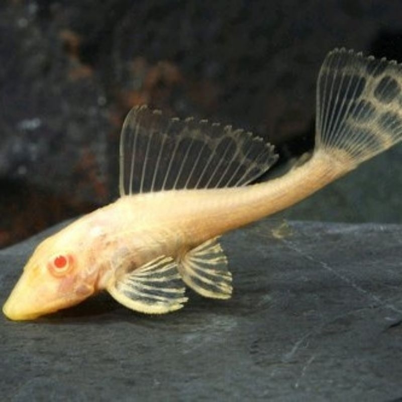 sapu2albino ikan pembersih kaca promo toko baru beli 1 paket bonus 1ekor bergaransi