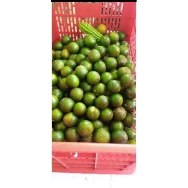 

jeruk peras kualitas premium asli kebumen