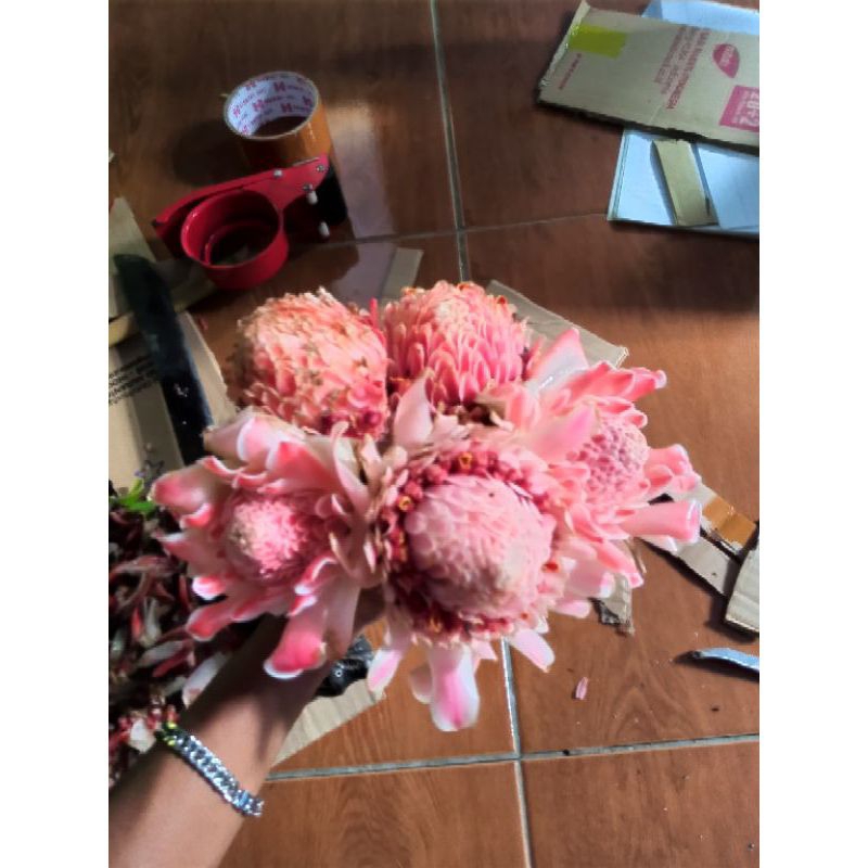 

Bunga Kecombrang segar 500gr bisa buat herbal dan penambah masakan