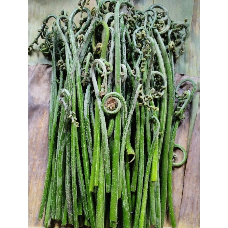 

Pakis Sayur Segar Pakis Sayur Fresh 1kg Sayuran Hijau Segar