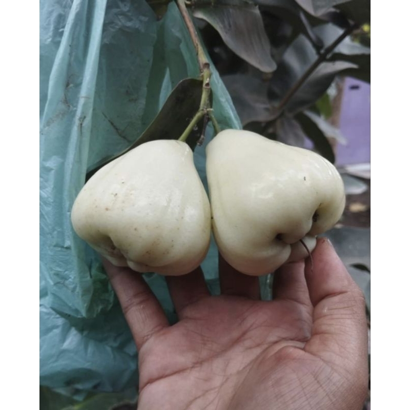 Entres Jambu Mayang Mengurai