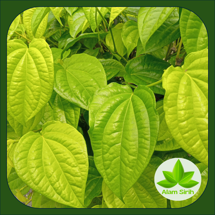 

Daun Sirih Hijau Segar [Piper betle L] || Beragam khasiat dan manfaat Herbal
